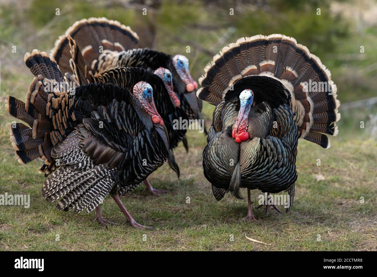 Wild turkey mating dance hires stock photography and images Alamy