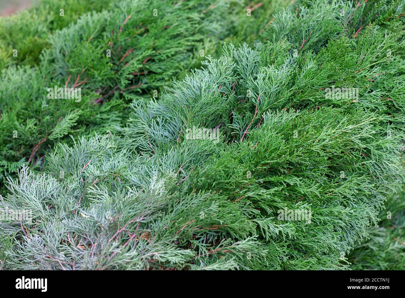 Young evergreen plants, note shallow depth of field Stock Photo