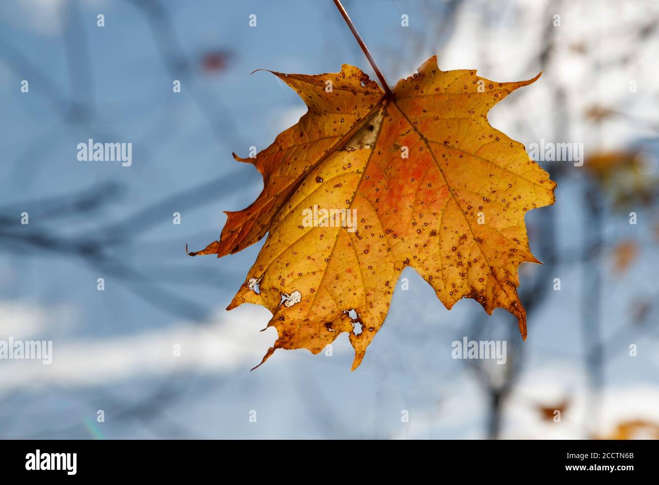 A last single maple leaf holding on to a branch in fall Stock Photo