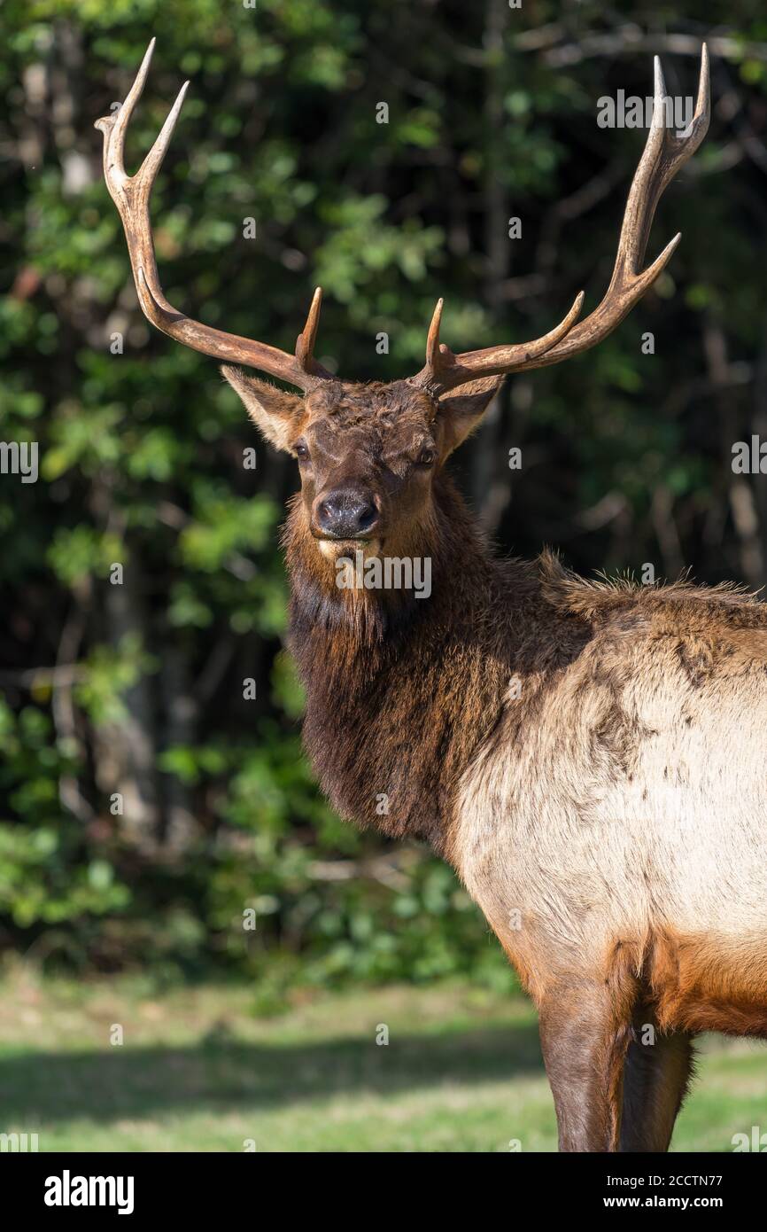 Bull Elk, California, Orick, Prairie Creek Redwoods State Park, Winter Stock Photo