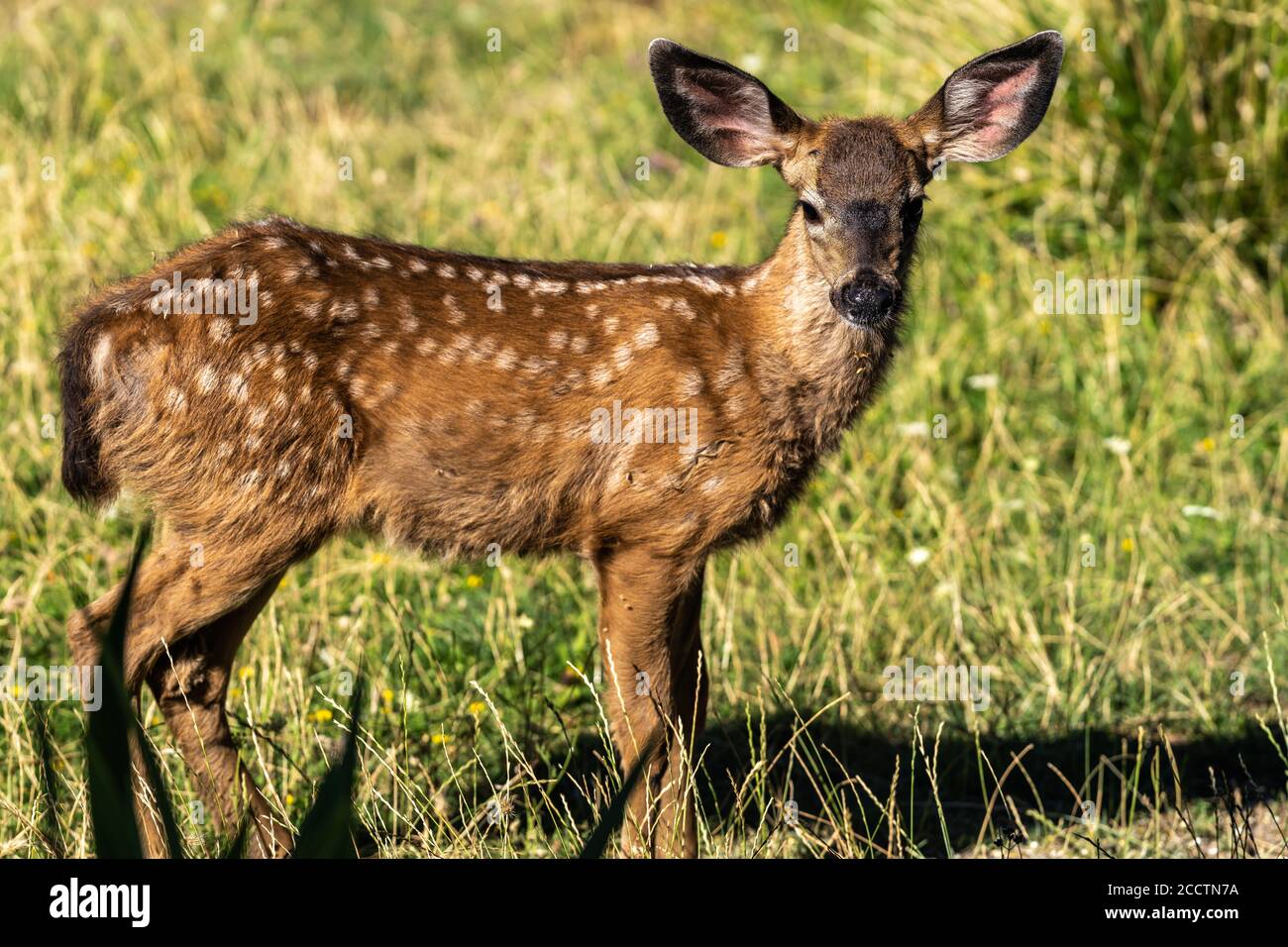 white-tailed-deer-fawn-cute-baby-animal-oregon-ashland-cascade