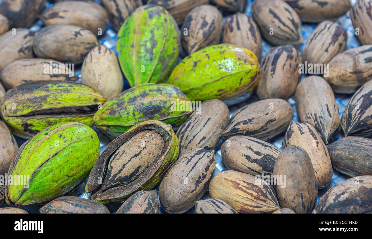 Pecan fruits (Carya illinoensis). American nuts. Pecan nuts, in particular, are an even more nutritious type than ordinary nuts, highlighting the aid Stock Photo
