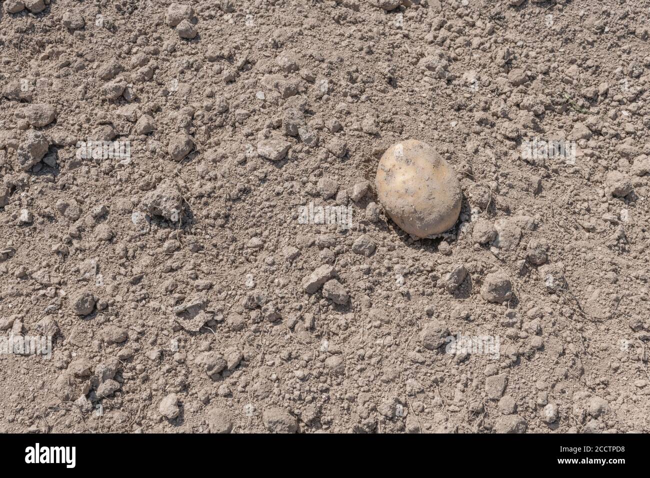 Single solitary isolated potato lying on crumbly soil during potato harvesting. Abstract potato farming, metaphor UK food production, UK agriculture. Stock Photo