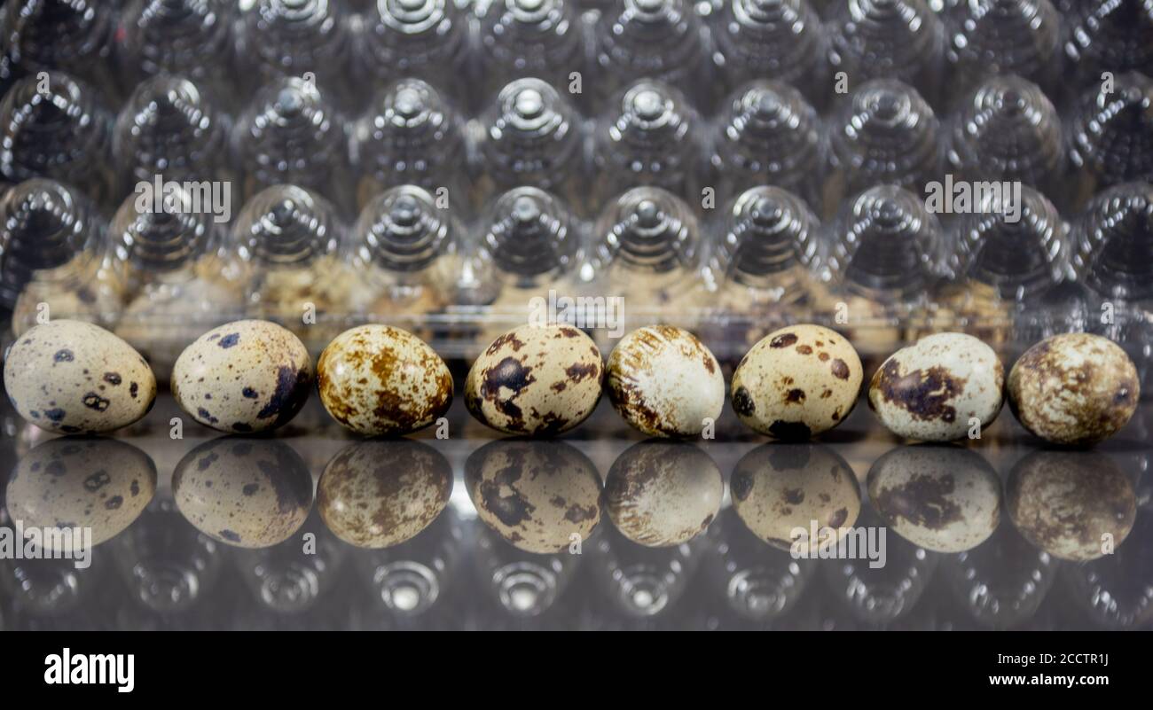 Coturnix quail box hi-res stock photography and images - Alamy