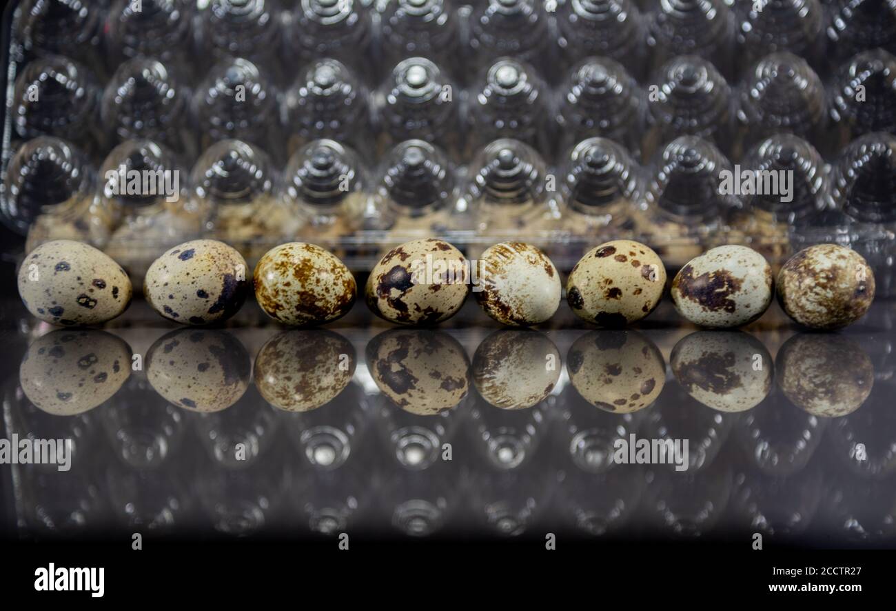 Eggs of the quail bird (Coturnix coturnix coturnix). Food source of