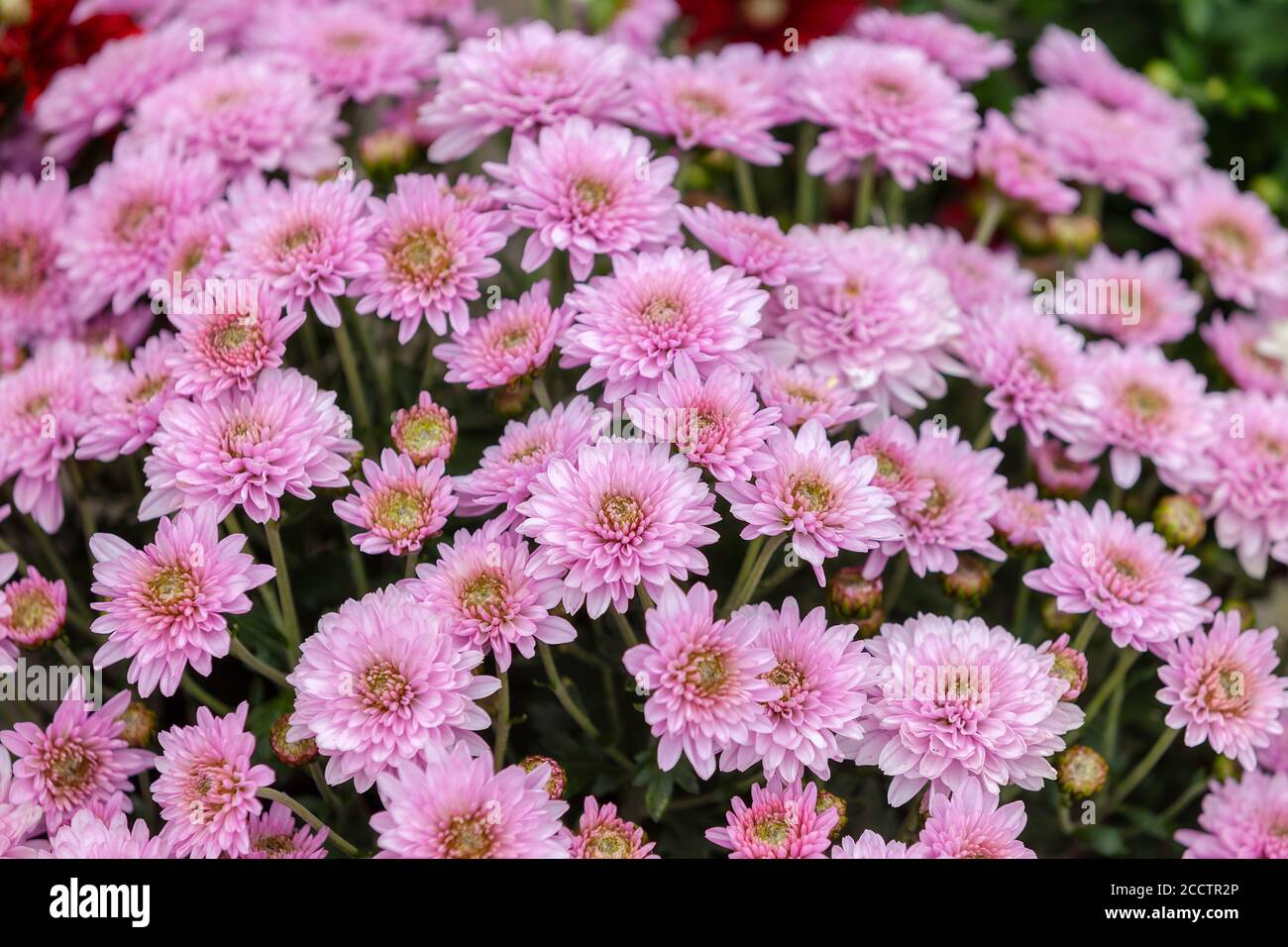 Flower plants that grow outdoors Stock Photo Alamy