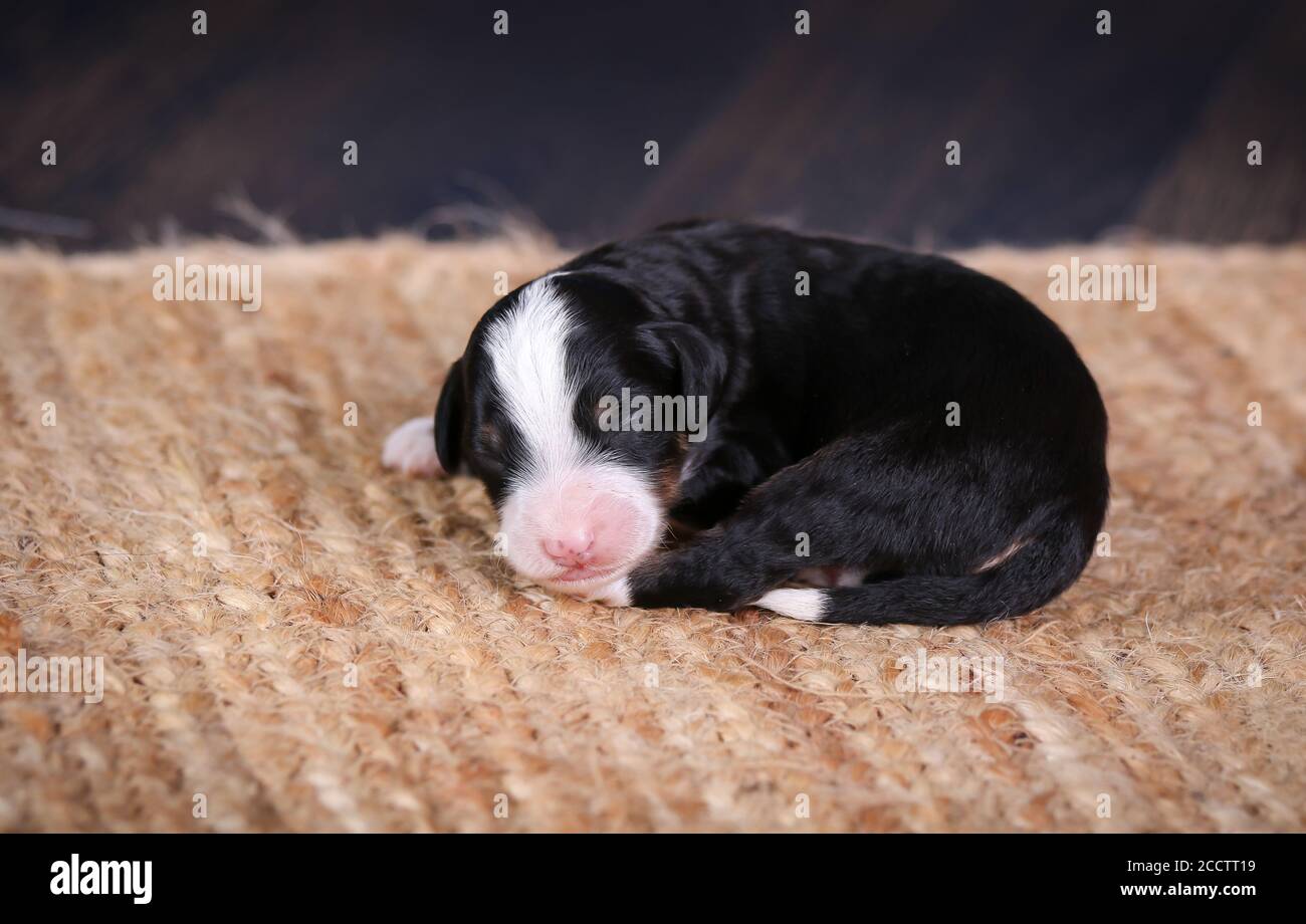 f1b mini bernedoodle for sale