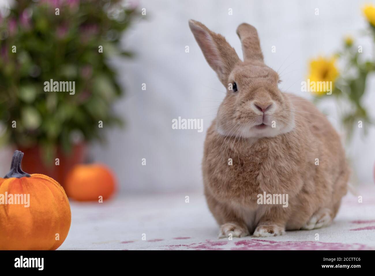Rufus rabbit with pumpkin soft light selective focus shallow DOF Stock ...
