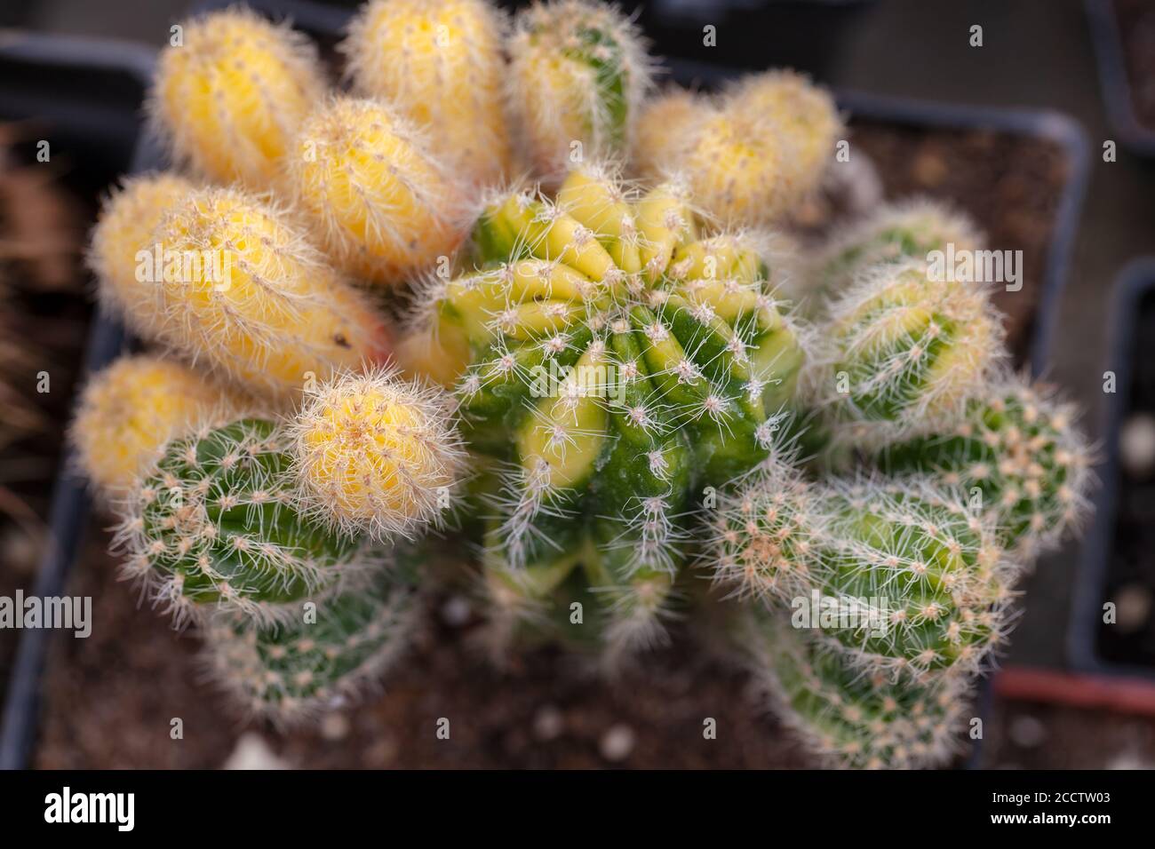 Small decorative cacti in pots, note shallow depth of field Stock Photo