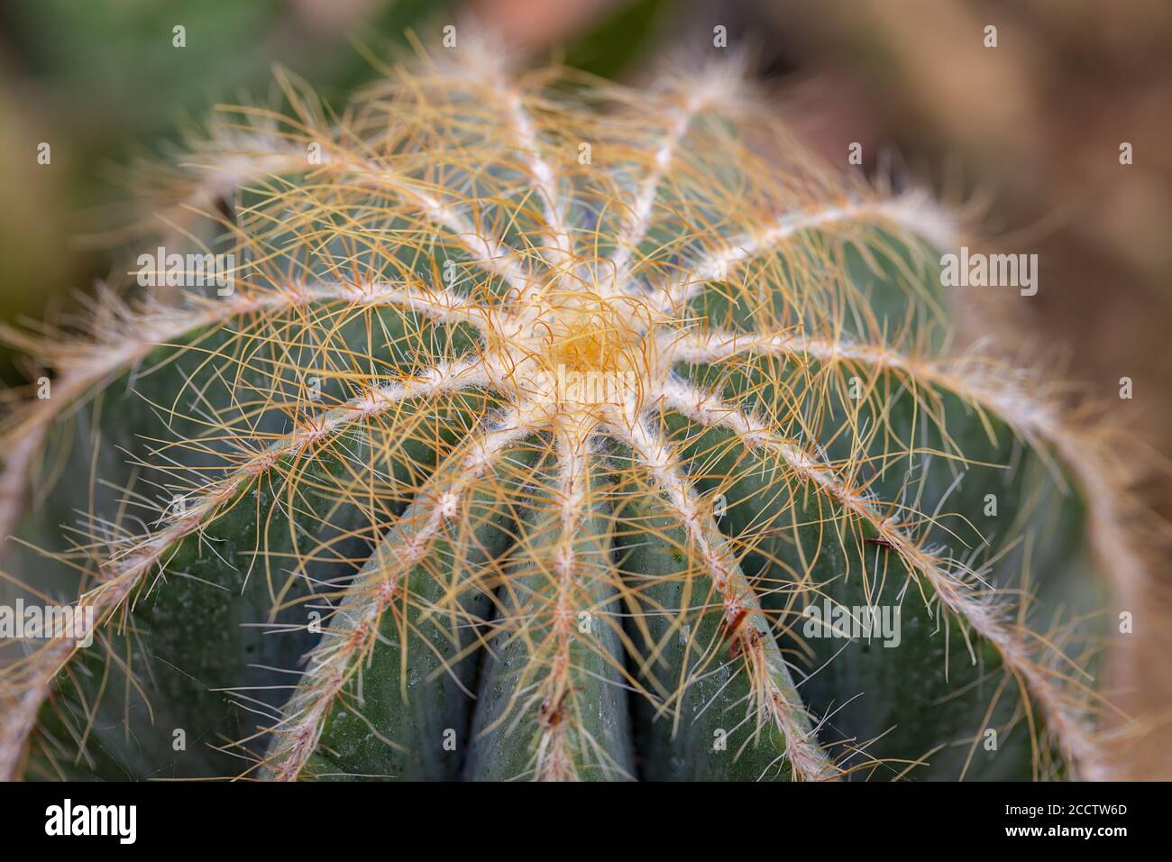 Small decorative cacti in pots, note shallow depth of field Stock Photo