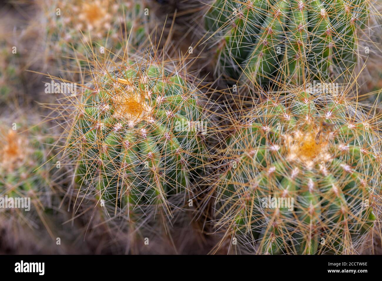 Small decorative cacti in pots, note shallow depth of field Stock Photo