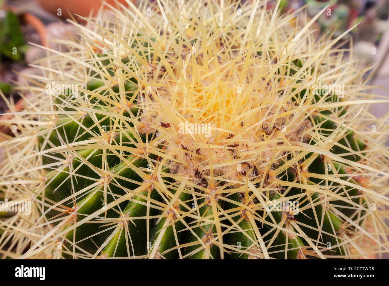 Small decorative cacti in pots, note shallow depth of field Stock Photo