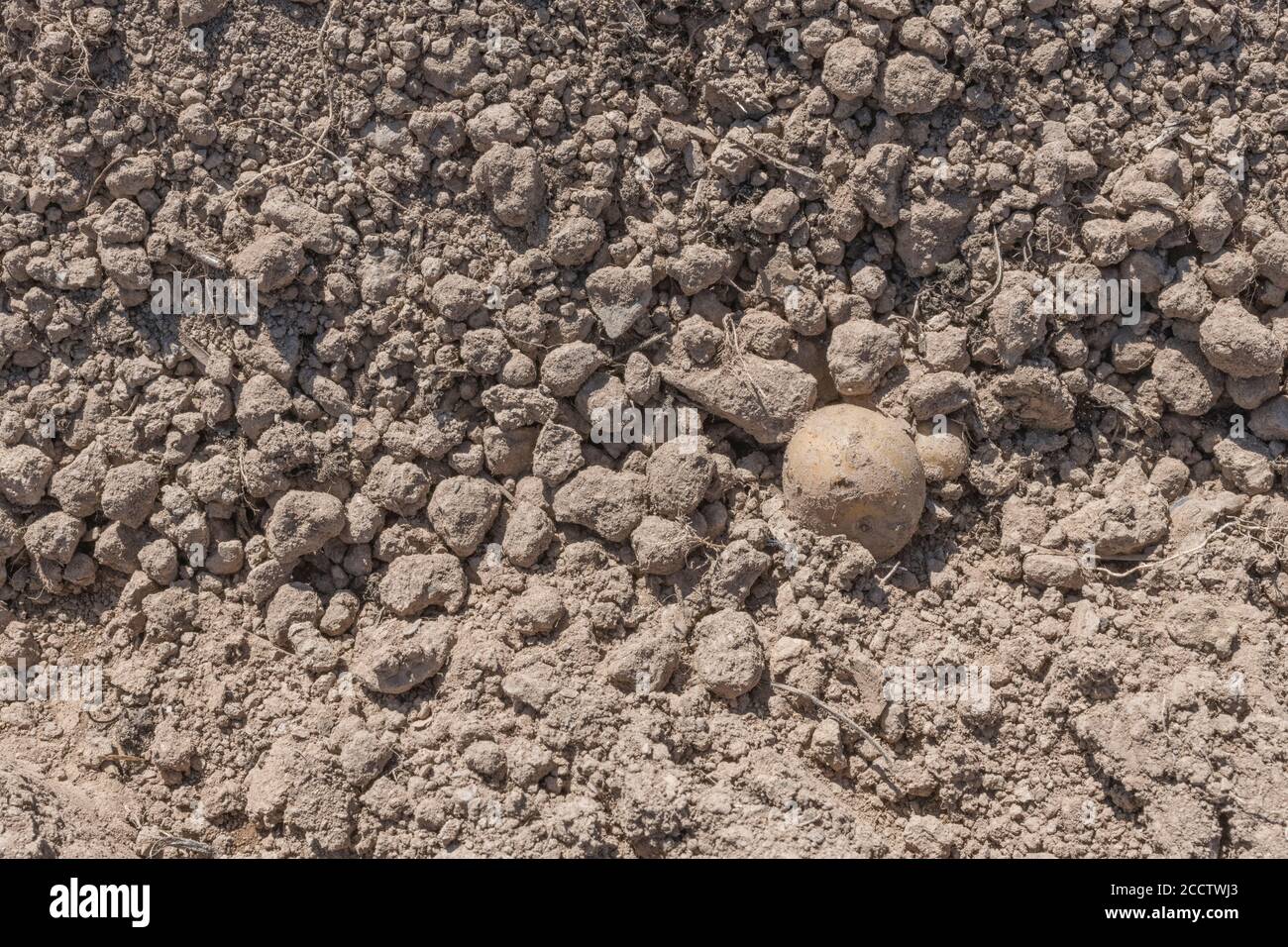 Single solitary isolated potato lying on crumbly soil during potato harvesting. Abstract potato farming, metaphor UK food production, UK agriculture. Stock Photo