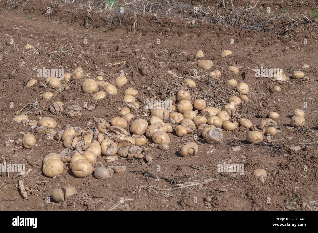 Potatoes spilled on ground. These may be a pile of rejected that failed inspection as they passed through a Grimme potato harvester used for cropping. Stock Photo