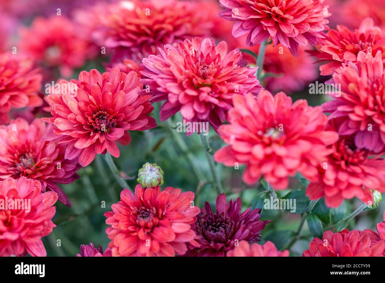 Longlasting garden flowers of various colors Stock Photo Alamy