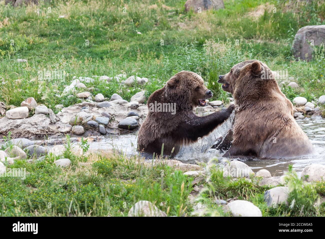 Unbelievable See How A Grizzly Bear Stacks Up Against A Human - vewhqtj