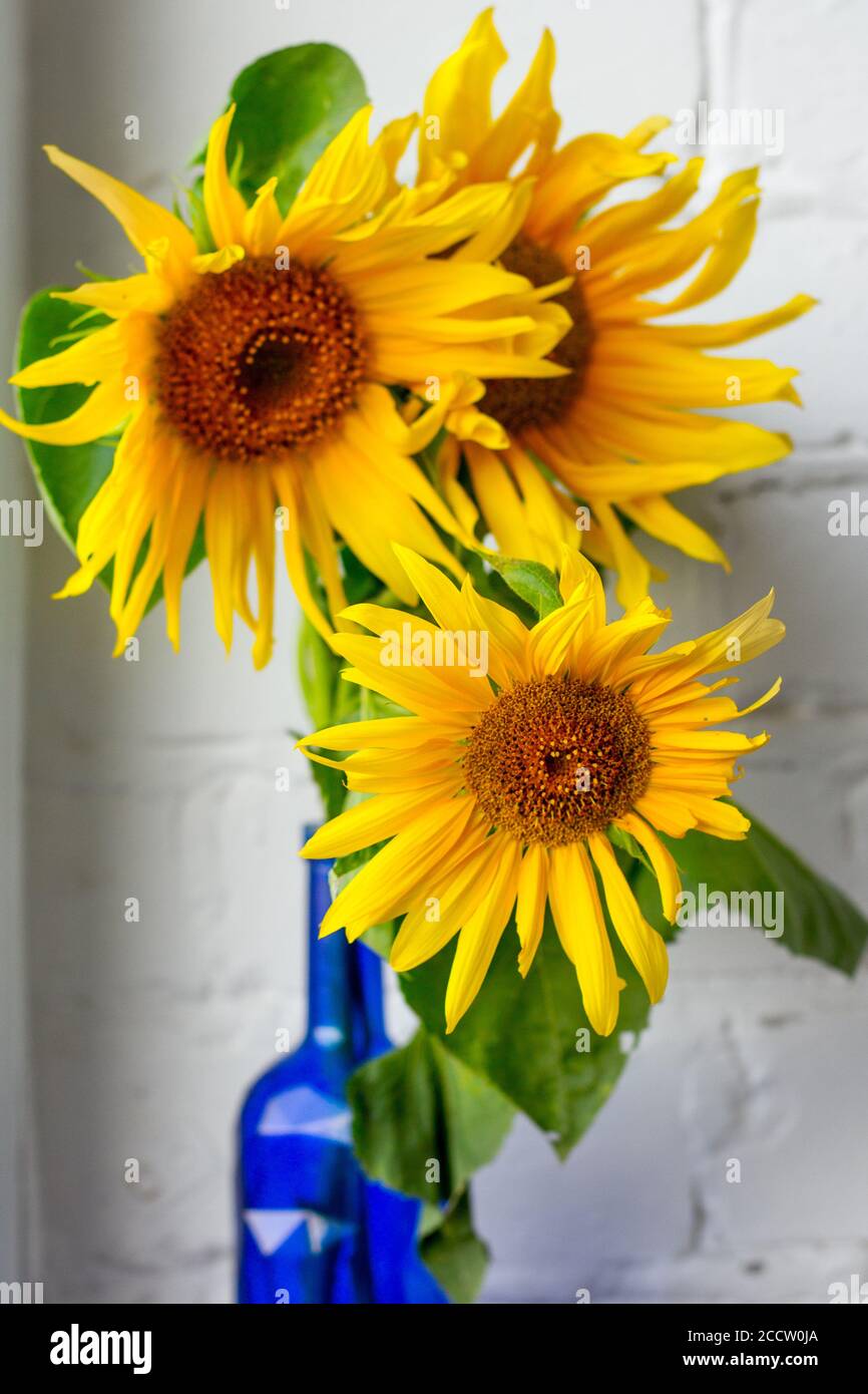 Bouquet of blooming sunflowers in blue glass vase white brick wall background, selective focus Stock Photo