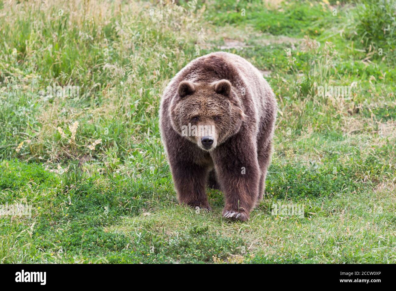 A female grizzly bear walking with intention down a grassy hill in ...