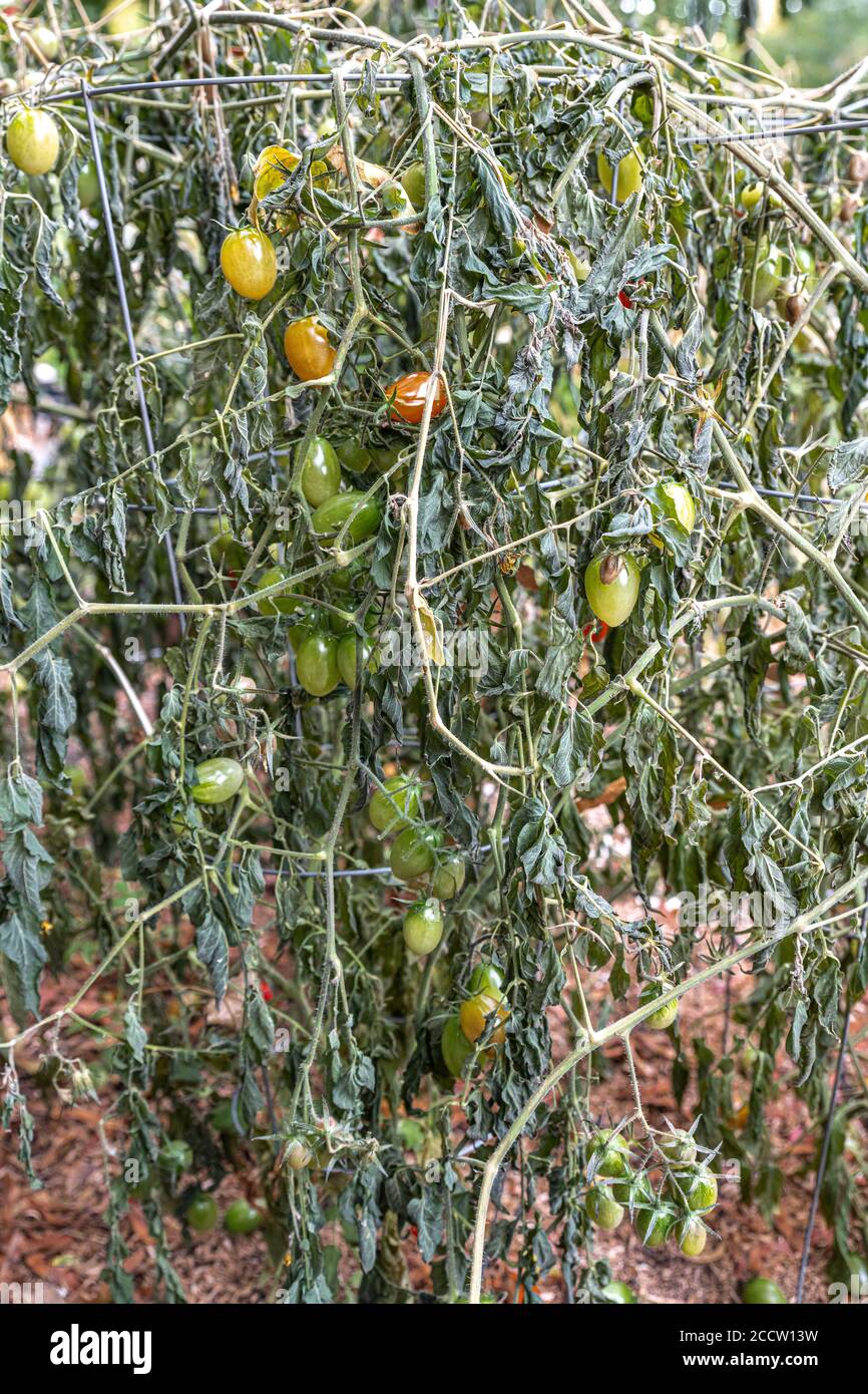 Frost Damage to Tomato (Solanum esculentum) Plants in Early Fall Stock Photo
