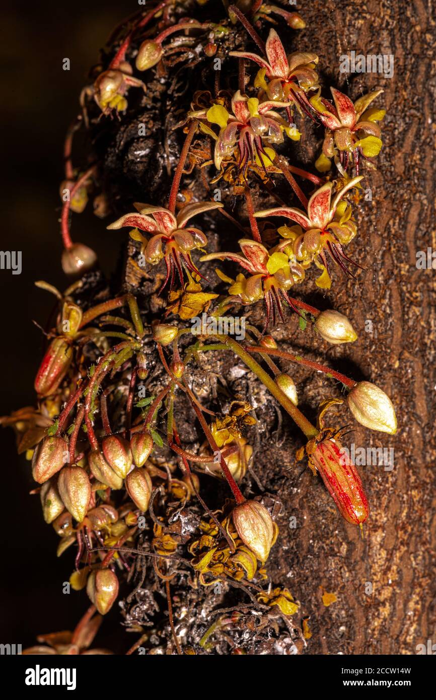 Flowers and Developing Fruits on the Stem of a Cacao Tree (Theobroma cacao) Stock Photo