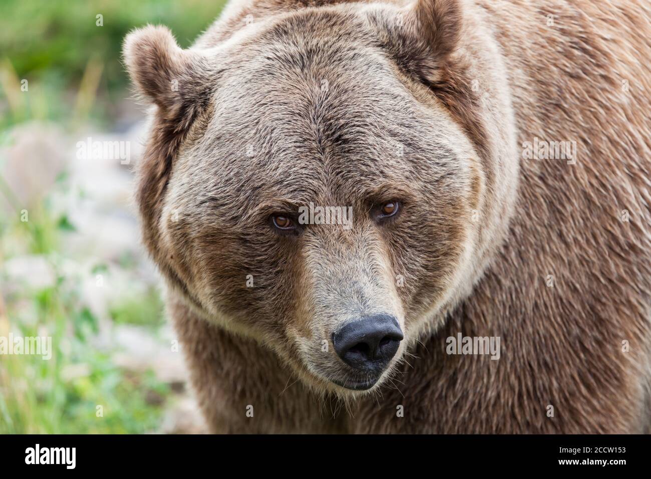 Close up of the face of a large male grizzly bear looking forward Stock ...