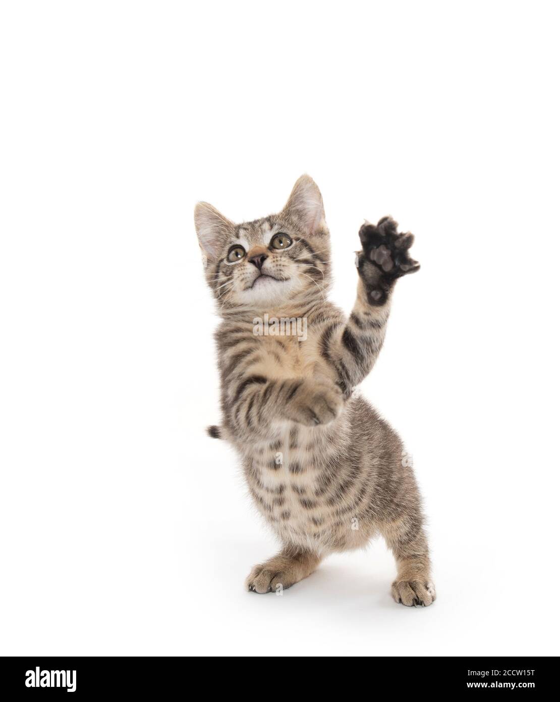 Cute baby tabby kitten playing isolated on white background Stock Photo ...