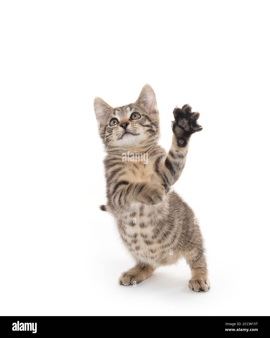 Cute baby tabby kitten playing isolated on white background Stock Photo