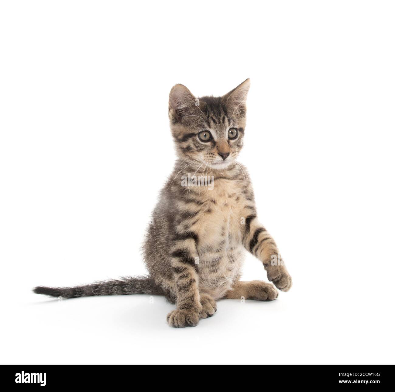 Cute baby tabby kitten playing isolated on white background Stock Photo ...