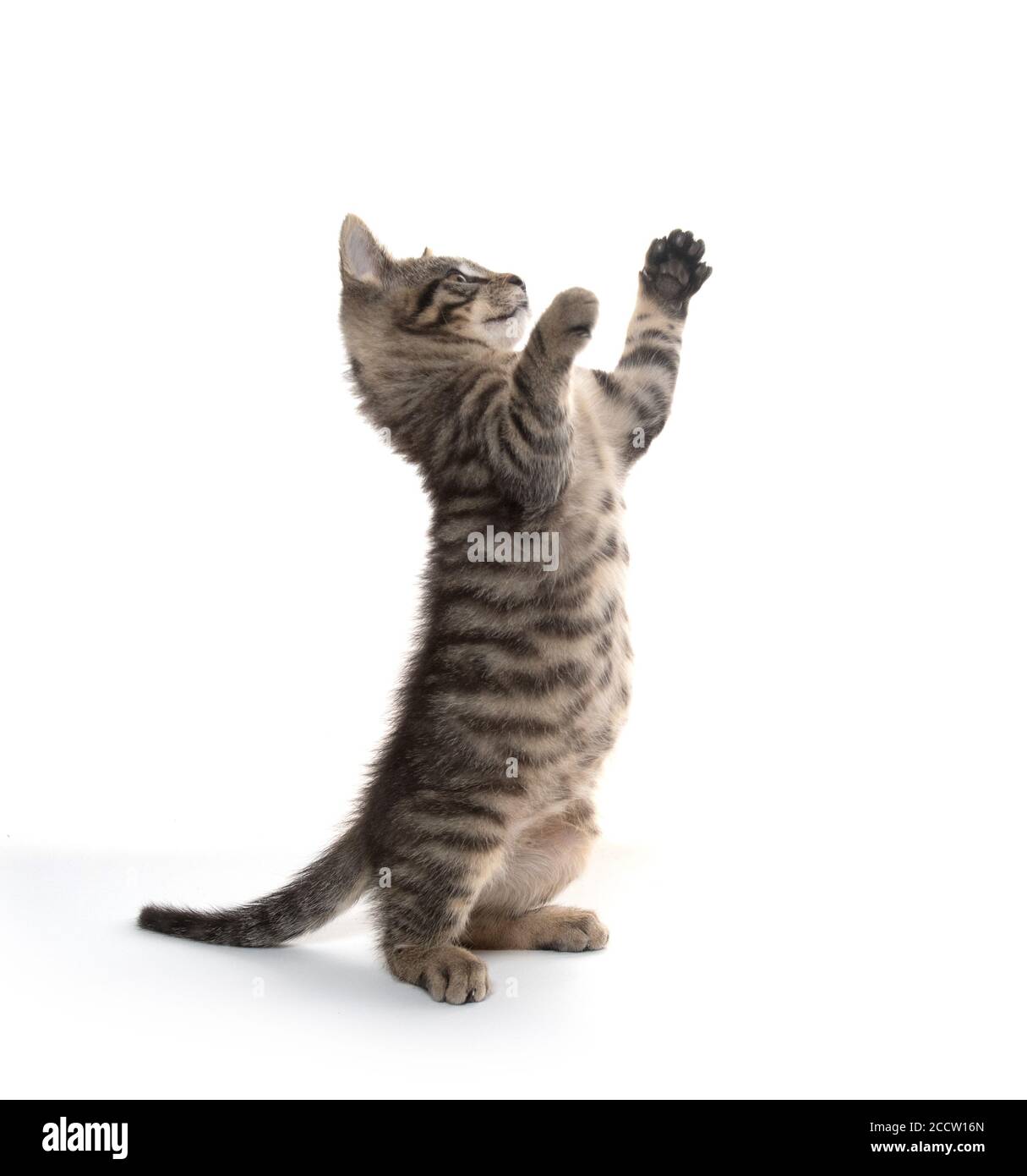 Cute baby tabby kitten playing isolated on white background Stock Photo