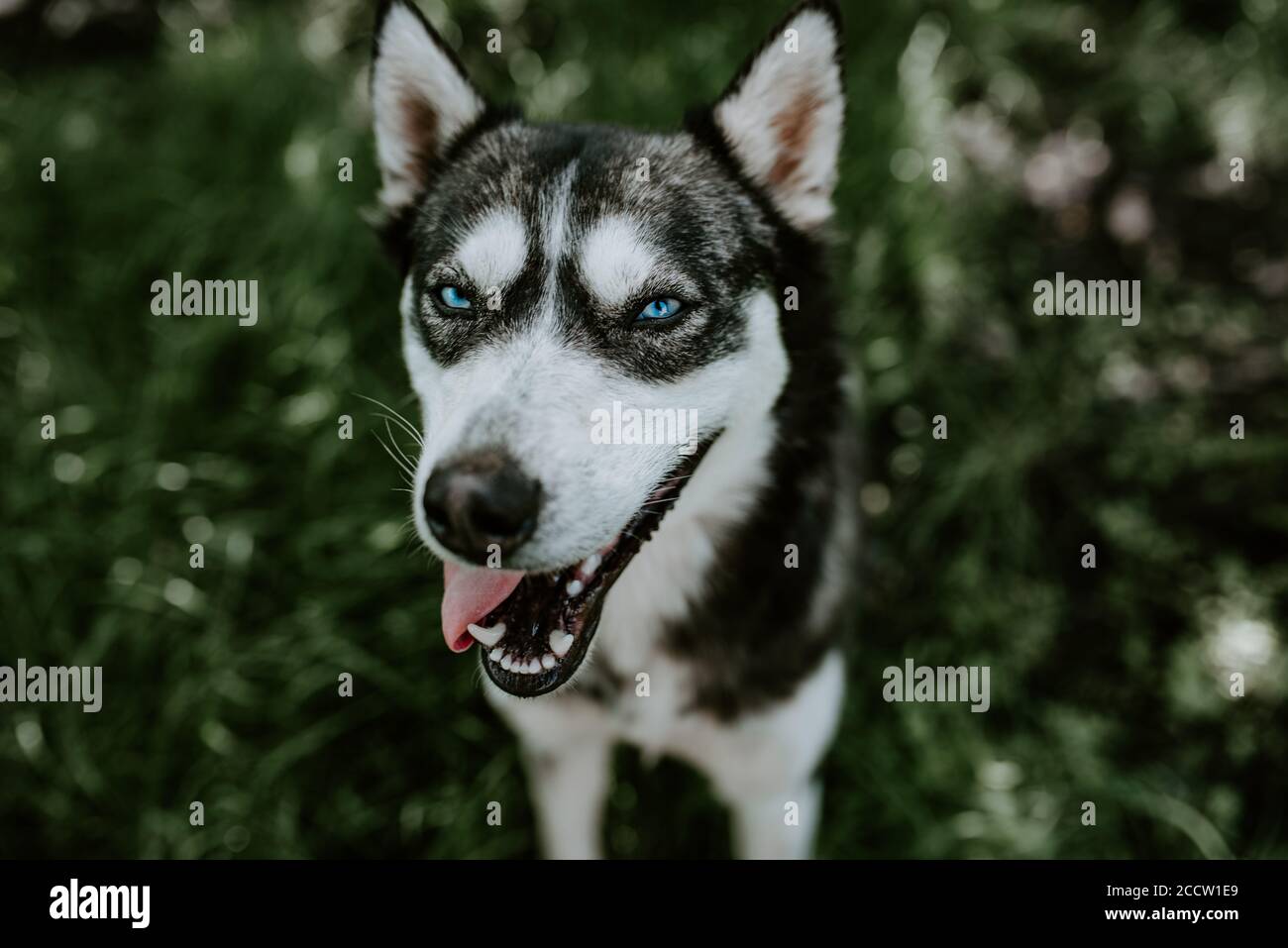 green and blue eyed husky