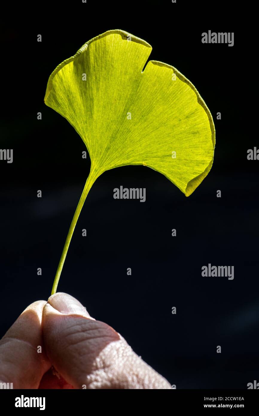 A Leaf of a Maidenhair Tree (Ginkgo biloba) Stock Photo