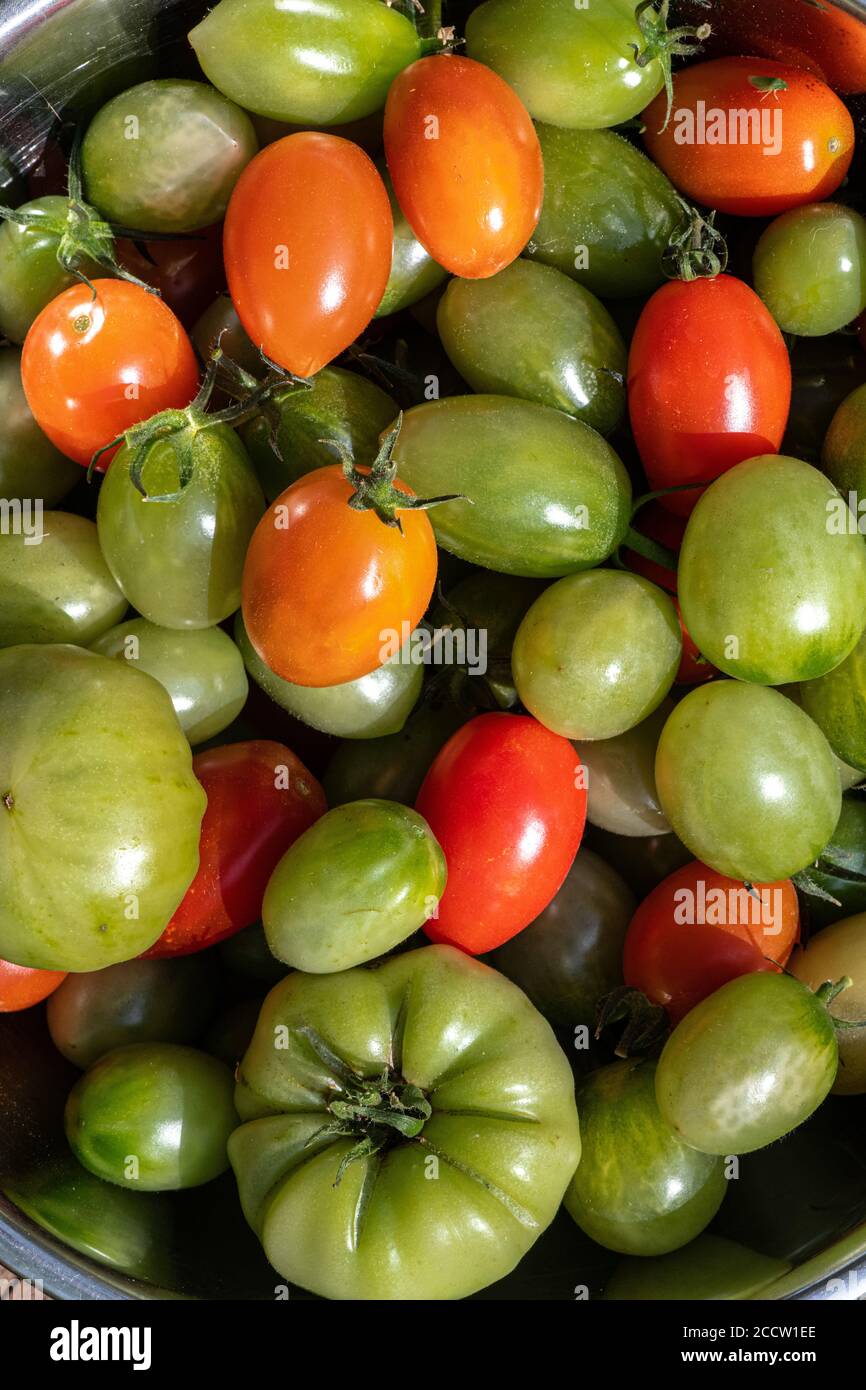 Ripe and Unripe Tomato (Solanum esculentum) Fruits Stock Photo