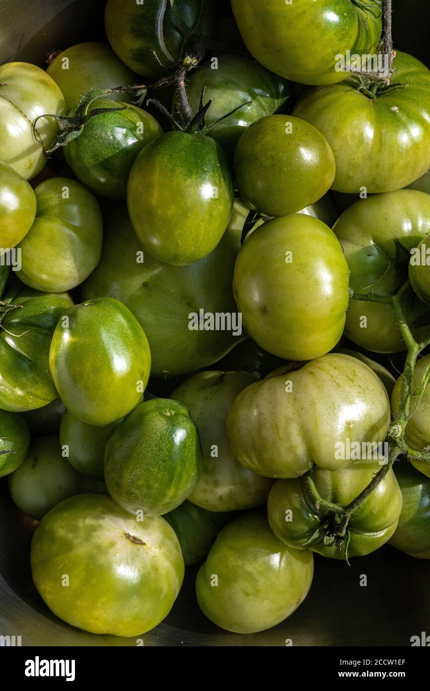 Green Unripe Tomato (Solanum esculentum) Fruits Stock Photo