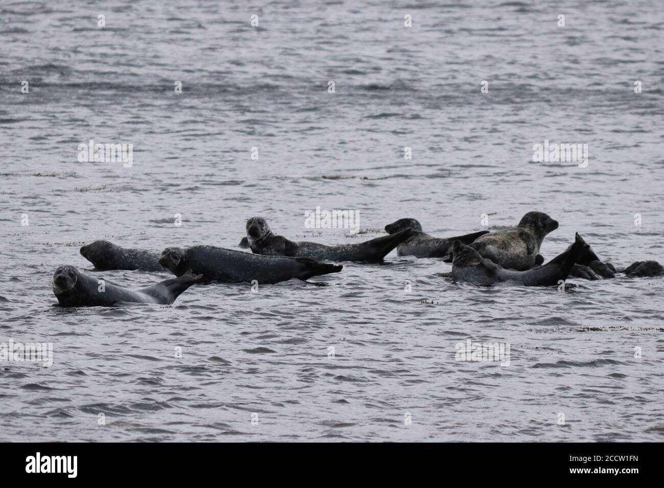 Common seals Phoca vitulina), half-submerged haulout/colony Stock Photo