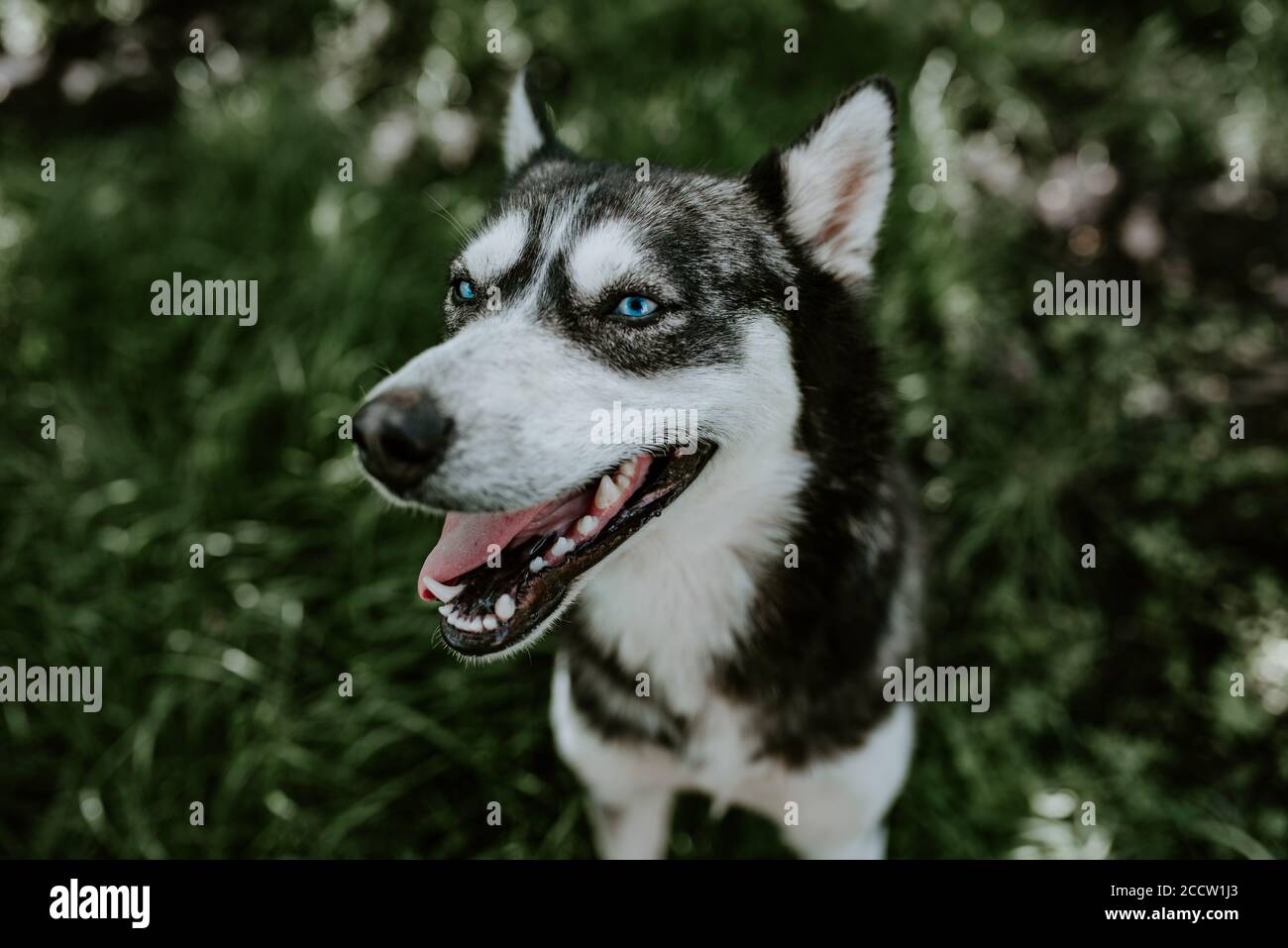green and blue eyed husky