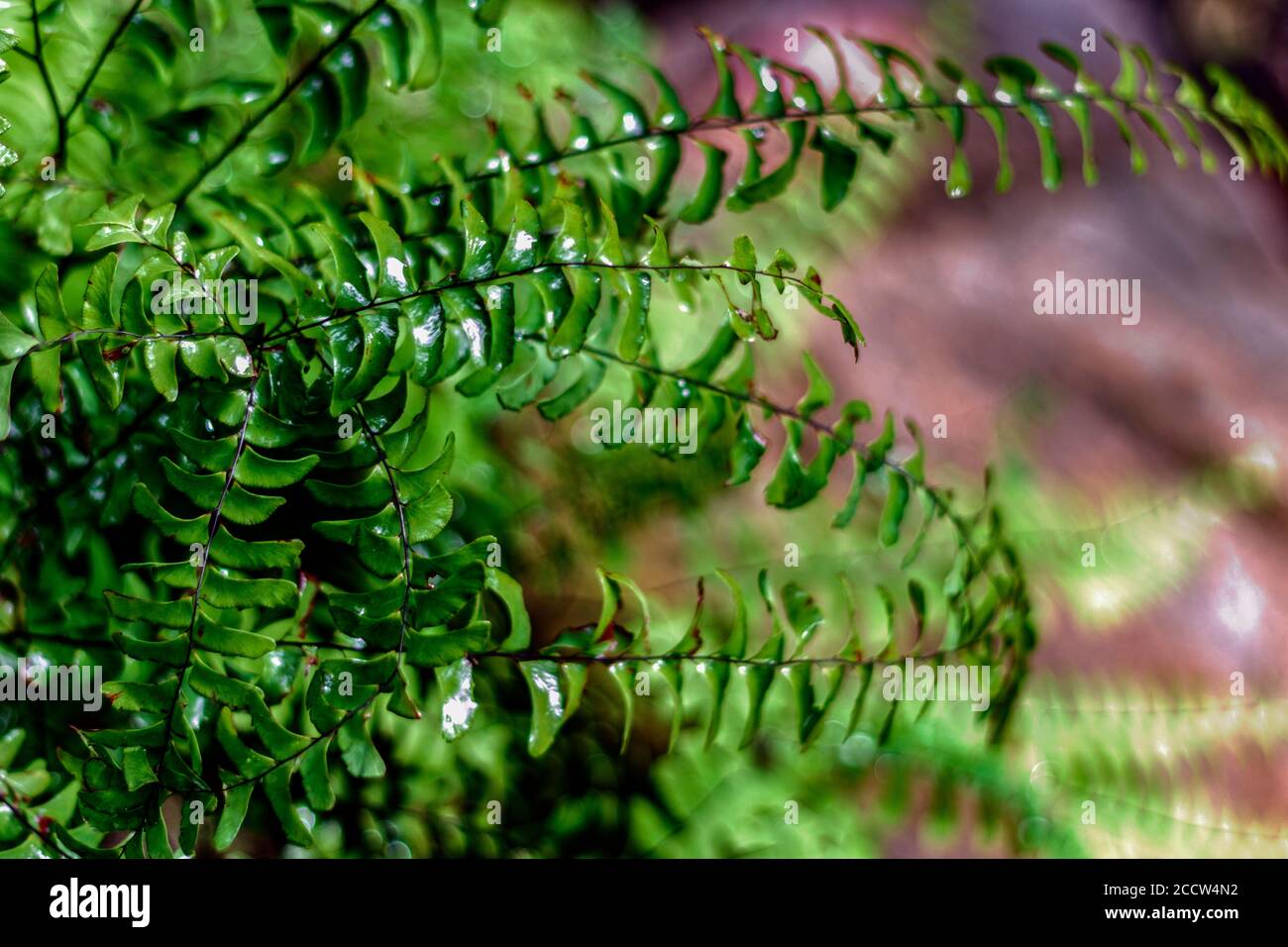 The Northern Maidenhair Fern's (Adiantum pedatum) fronds spiral from its center, creating a lacy pattern Stock Photo