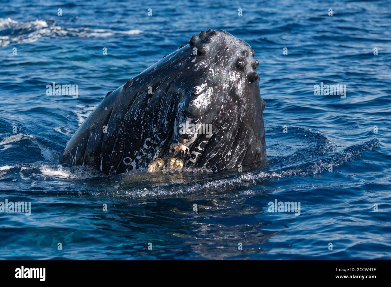 Humpback whale spyhopping. Hawaii, Maui, Lahaina, 02/19, Winter Stock Photo