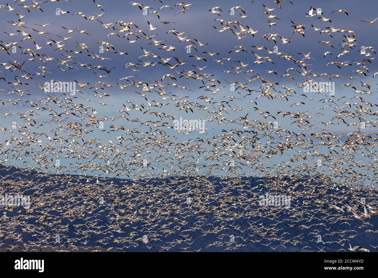 Snow geese migration in the Klamath Basin National Wildlife Refuge. Oregon, Merrill, Winter Stock Photo