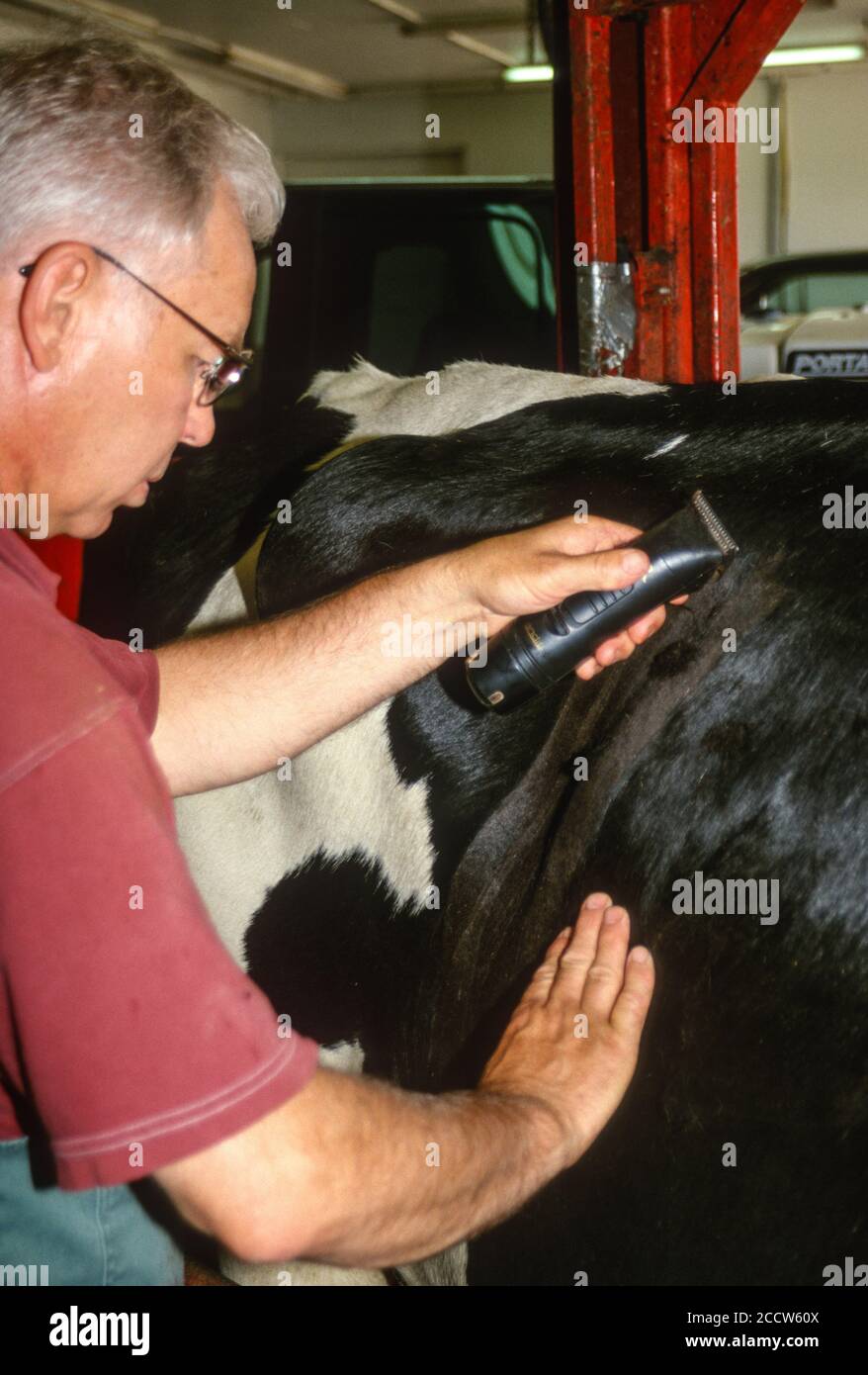 Largeanimal Veterinarian at Work Shaving Cow Prior to Surgery