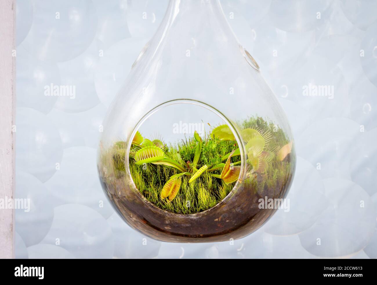 Close up of Venus flytrap, Dionaea muscipula growing in glass terrarium in front of window Stock Photo