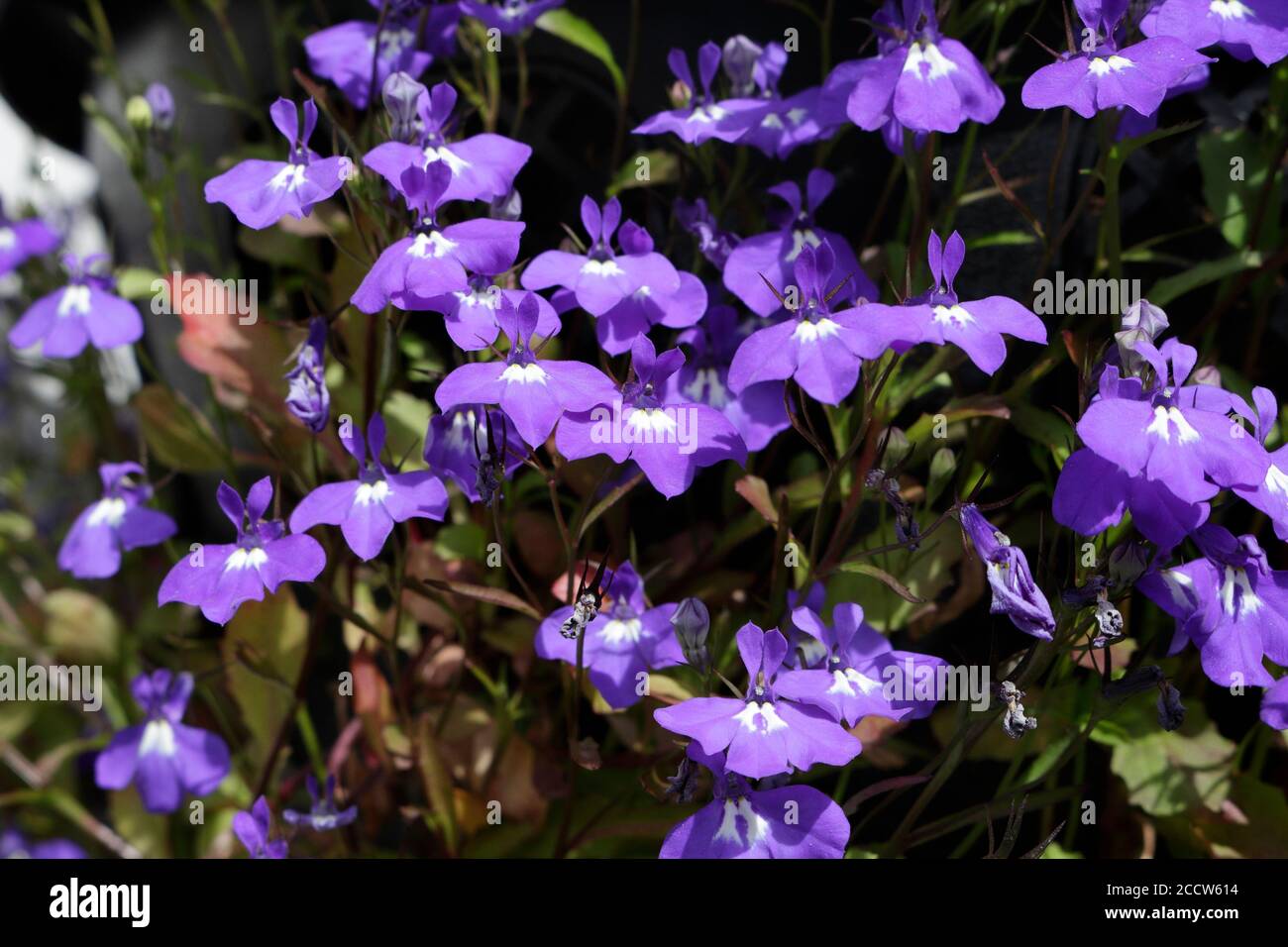 Purple Lobelia flowers in bloom Stock Photo