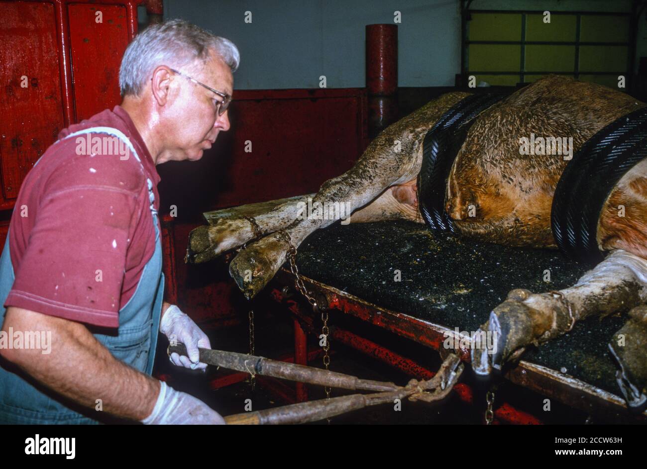 Large-animal Veterinarian at Work:  Trimming Hooves, Cow on Operating Table.  Dyersville, Iowa, USA. MR. Stock Photo