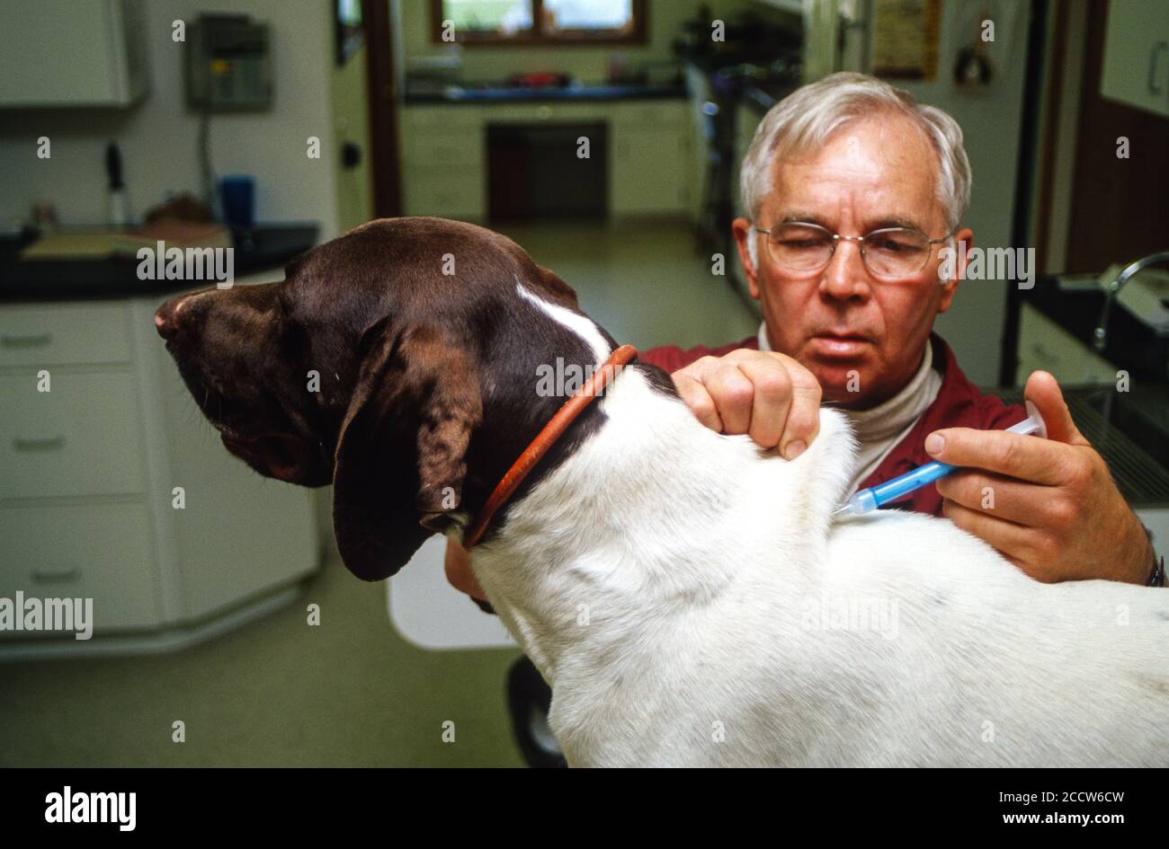 Microchip Insertion in Dog by Veterinarian, to ensure proper identification of animal if lost.  Dyersville, Iowa, USA. Stock Photo