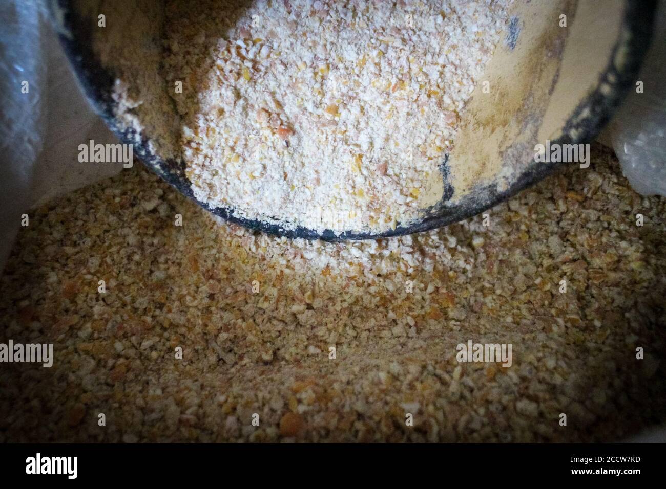 ground corn used for poultry feed, organic farming and farm production Stock Photo