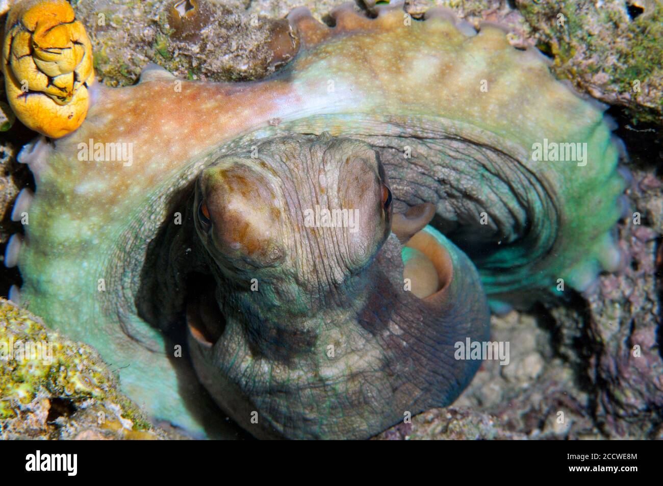 Night Octopus, Octopus sp., Sipadan island, Malaysia Stock Photo