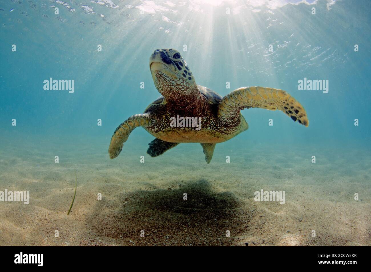 Hawaii marine life hi-res stock photography and images - Alamy