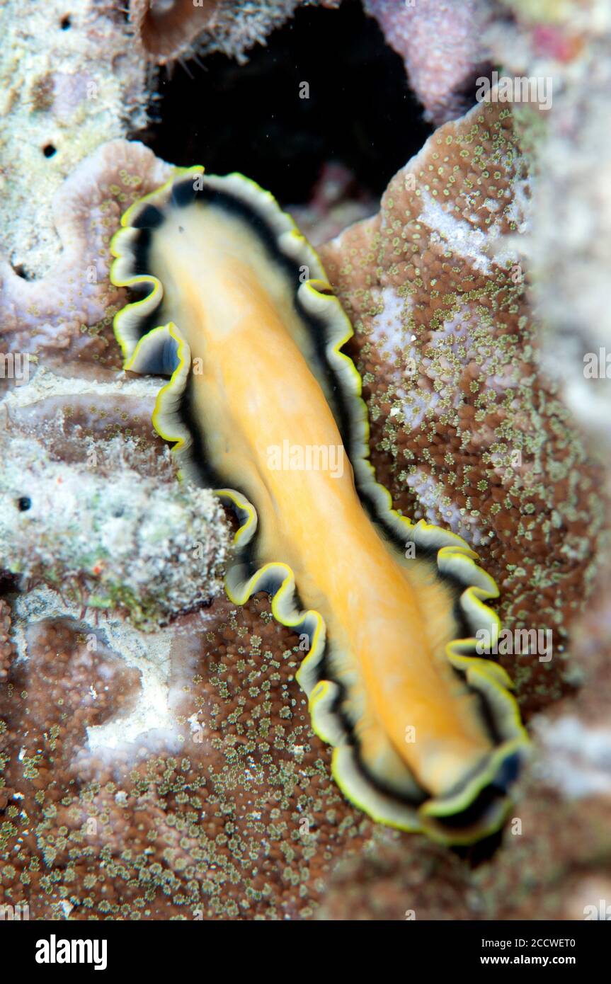 Yellow flatworm, Pseudoceros sp., Heron Island, Great Barrier Reef, Australia Stock Photo