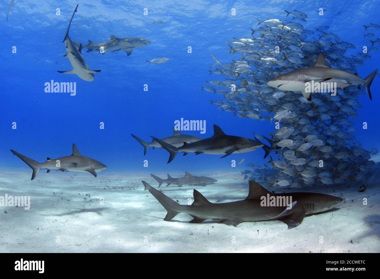 A school of horse-eye jacks, Caranx latus, is circled by reef sharks ...
