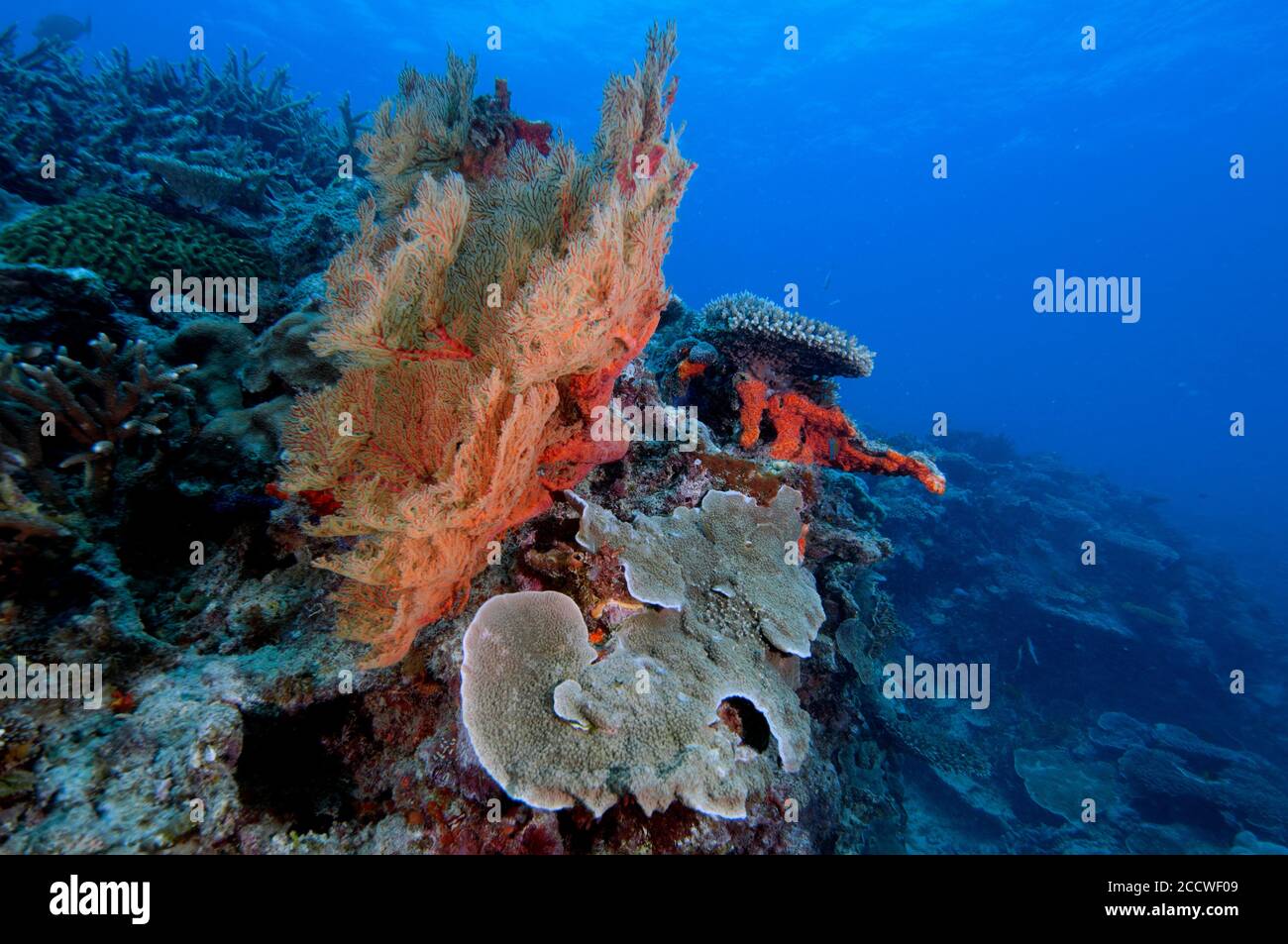 A red soft coral, possibly Anthothelidae, close to a table coral, Acropora sp., Heron Island, Great Barrier Reef, Australia Stock Photo