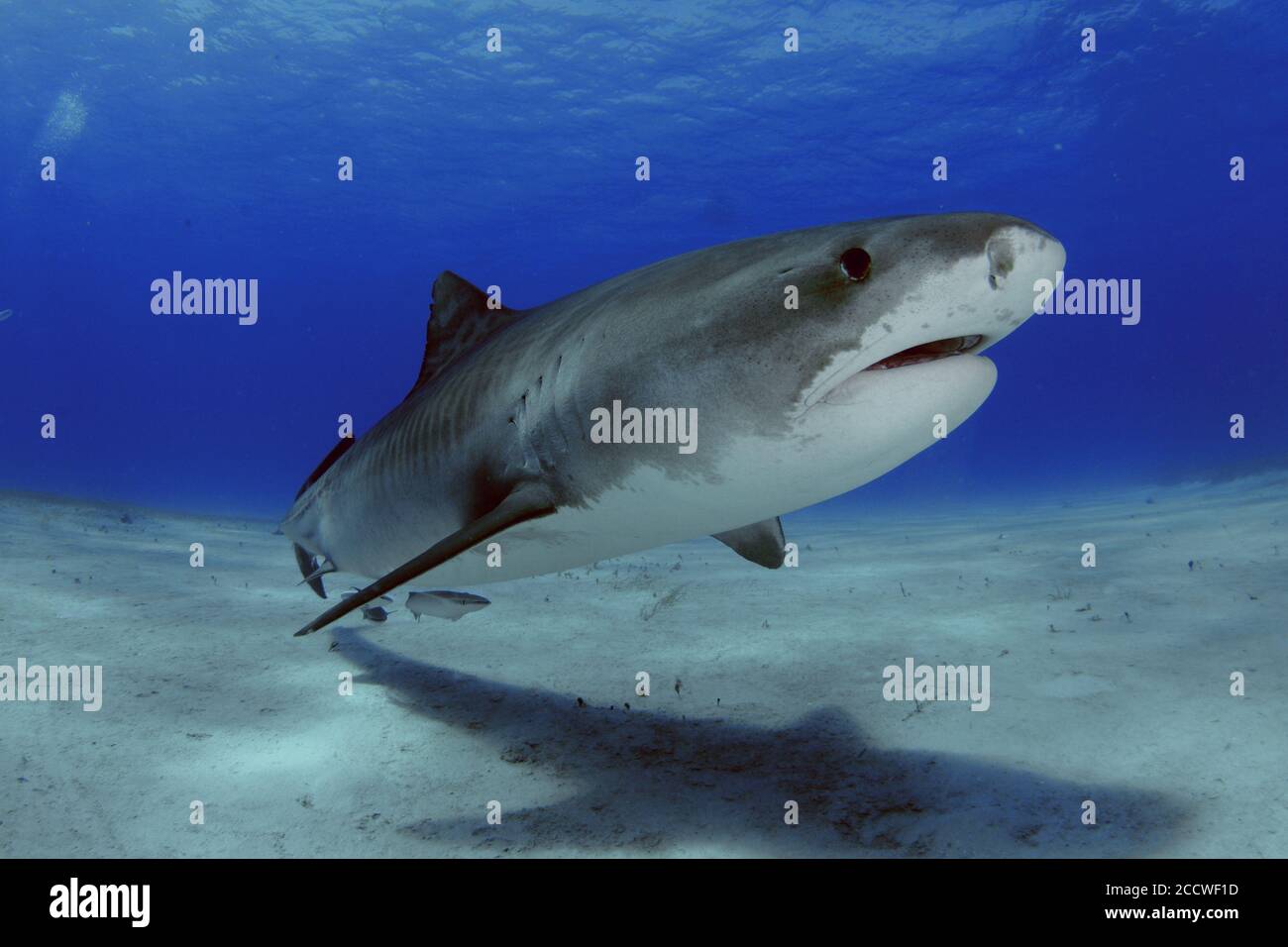 Tiger shark, Galeocerdo cuvier, Tiger Beach, Bahamas Stock Photo - Alamy